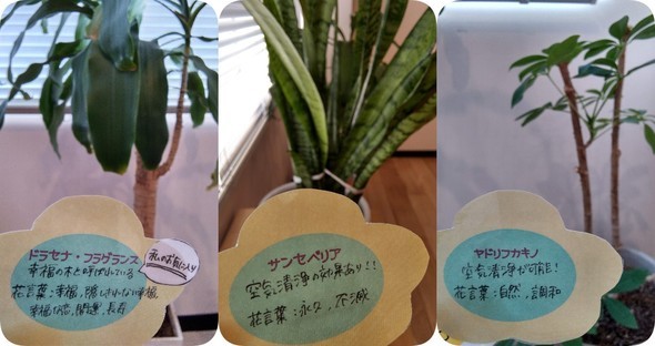 植栽3種コメント.jpg