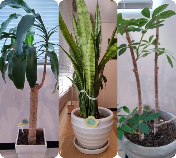 植栽3種.jpg